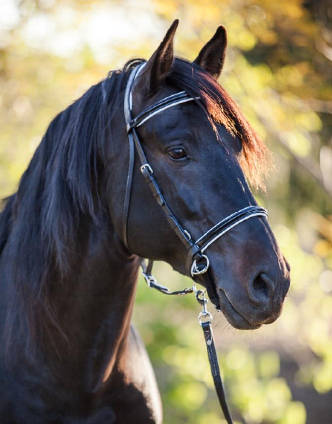 EquiGear New Zealand LightRider Bitless Bridles Equestrian Gear